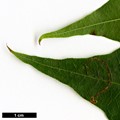 SpeciesSub: subsp. sinicum SpeciesSub: subsp. sinicum